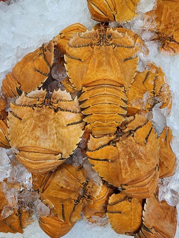 Cooked Balmain Bug