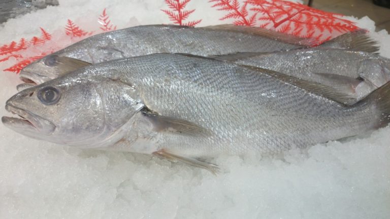 Jewfish - Casula Fish Market