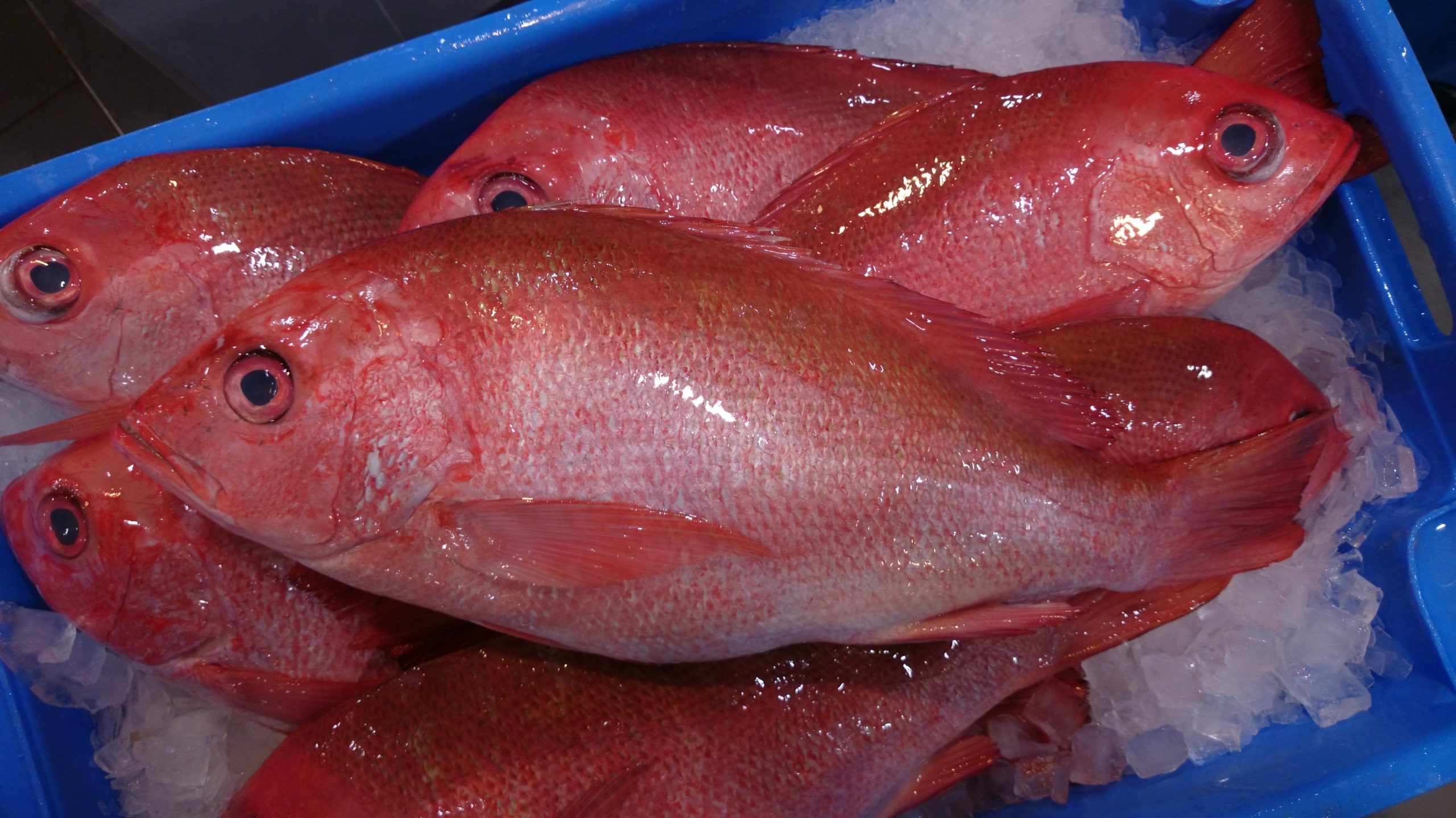 Crimson Snapper