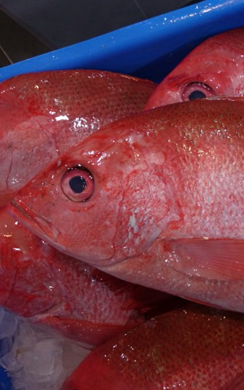 Crimson Snapper - Casula Fish Market