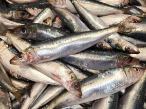Sardine