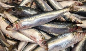 Sardine