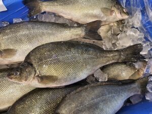 XL Silver Perch