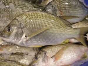 Silver Bream