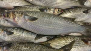 Sea Mullet