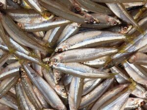 White Bait
