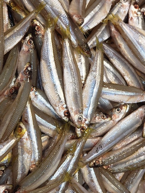 White Bait