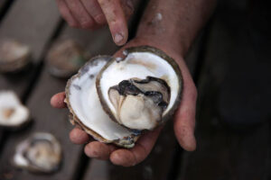 Angasi Oysters