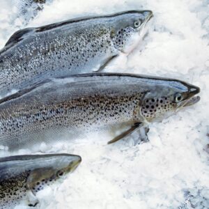 Atlantic Salmon