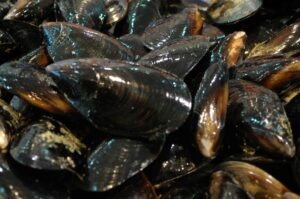 Live Black Mussels