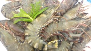 Black Tiger Prawns