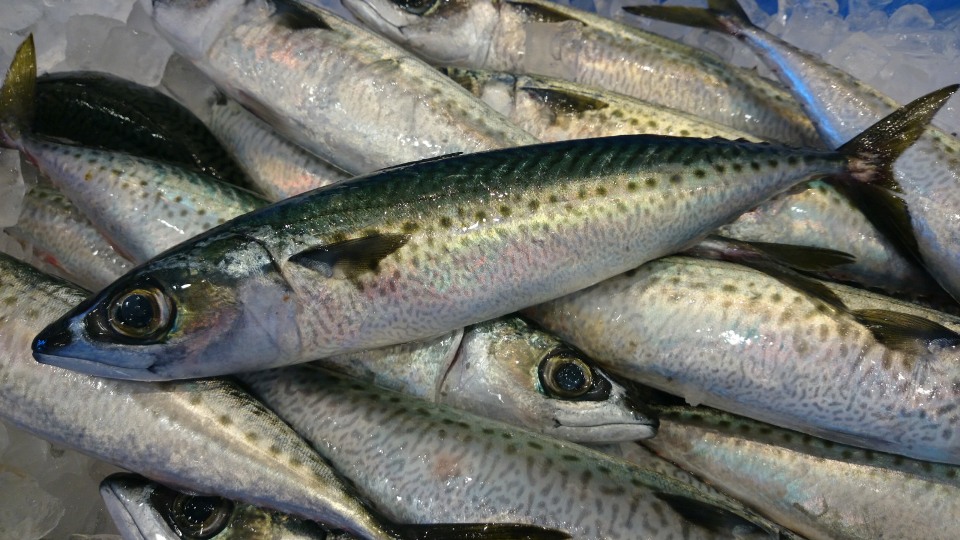 Blue Mackerel (Slimy Mackerel) Casula Fish Market