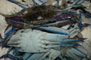 Male Blueswimmer Crab