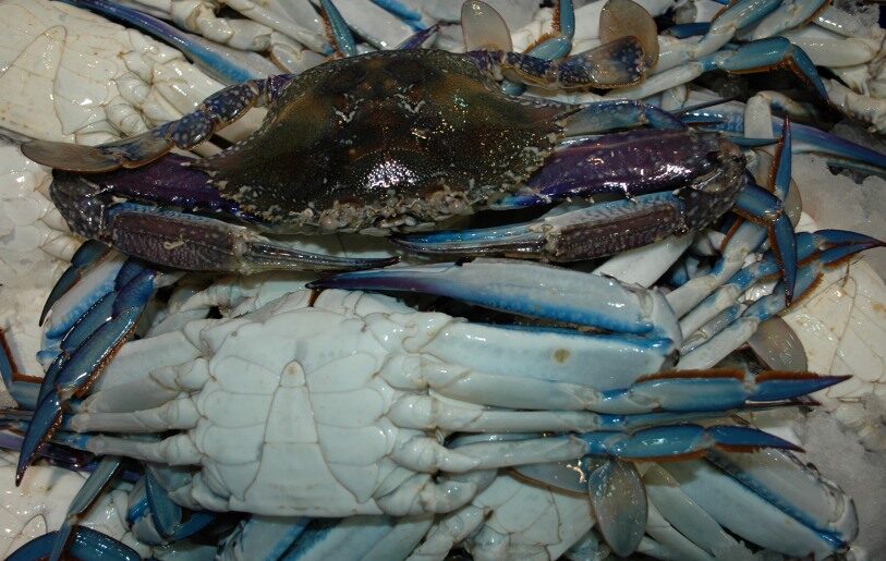 LARGE Blue-swimmer crabs