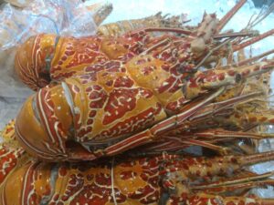 Cooked Coral Lobster