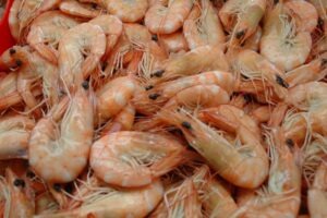 Cooked Crystal Bay Prawns