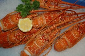 Cooked USA lobster