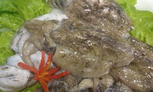 Fresh Local Cuttlefish