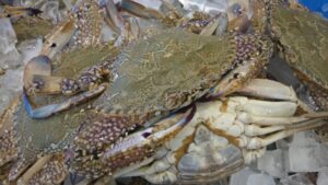 Female Blueswimmer Crab