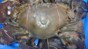 Female Mud Crab