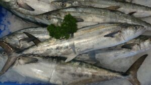 Gray Mackerel