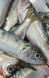 Large Sardines