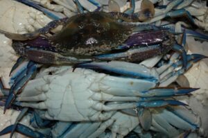 Male Blueswimmer Crab