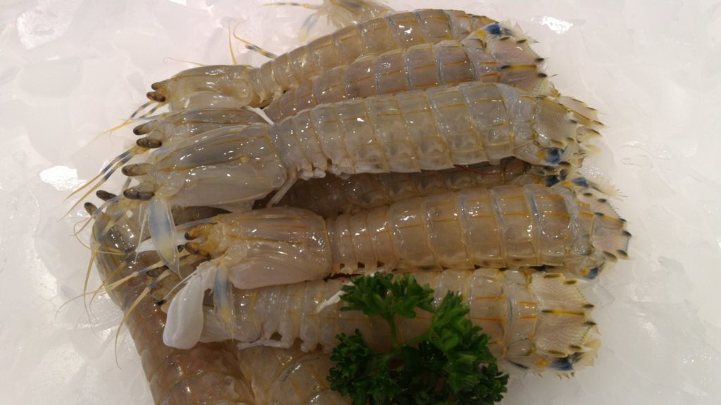 where can you buy mantis shrimp