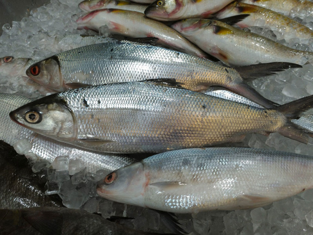 Milk Fish - Casula Fish Market