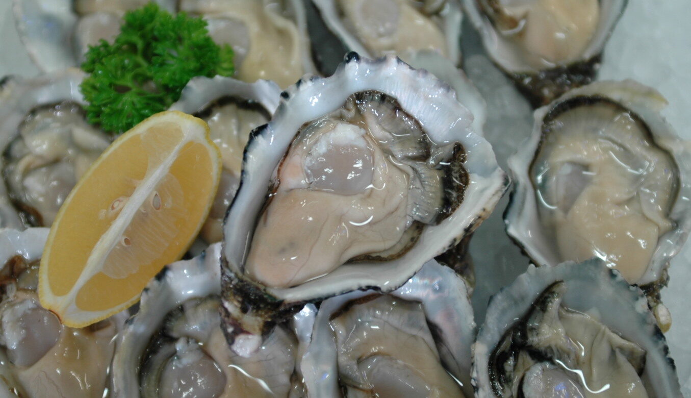 Pacific oysters