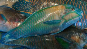 Parrot Fish