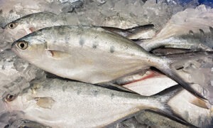 Queensland Dart fish