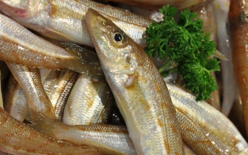 Red spot whiting