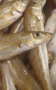 Redspot Whiting