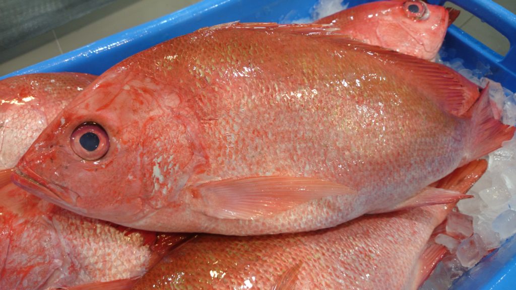 Saddletail snapper deals