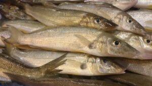 Sand Whiting