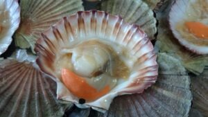 Scallop In half shell