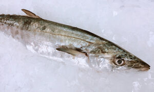 School Mackerel