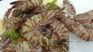 Sea Tiger prawns