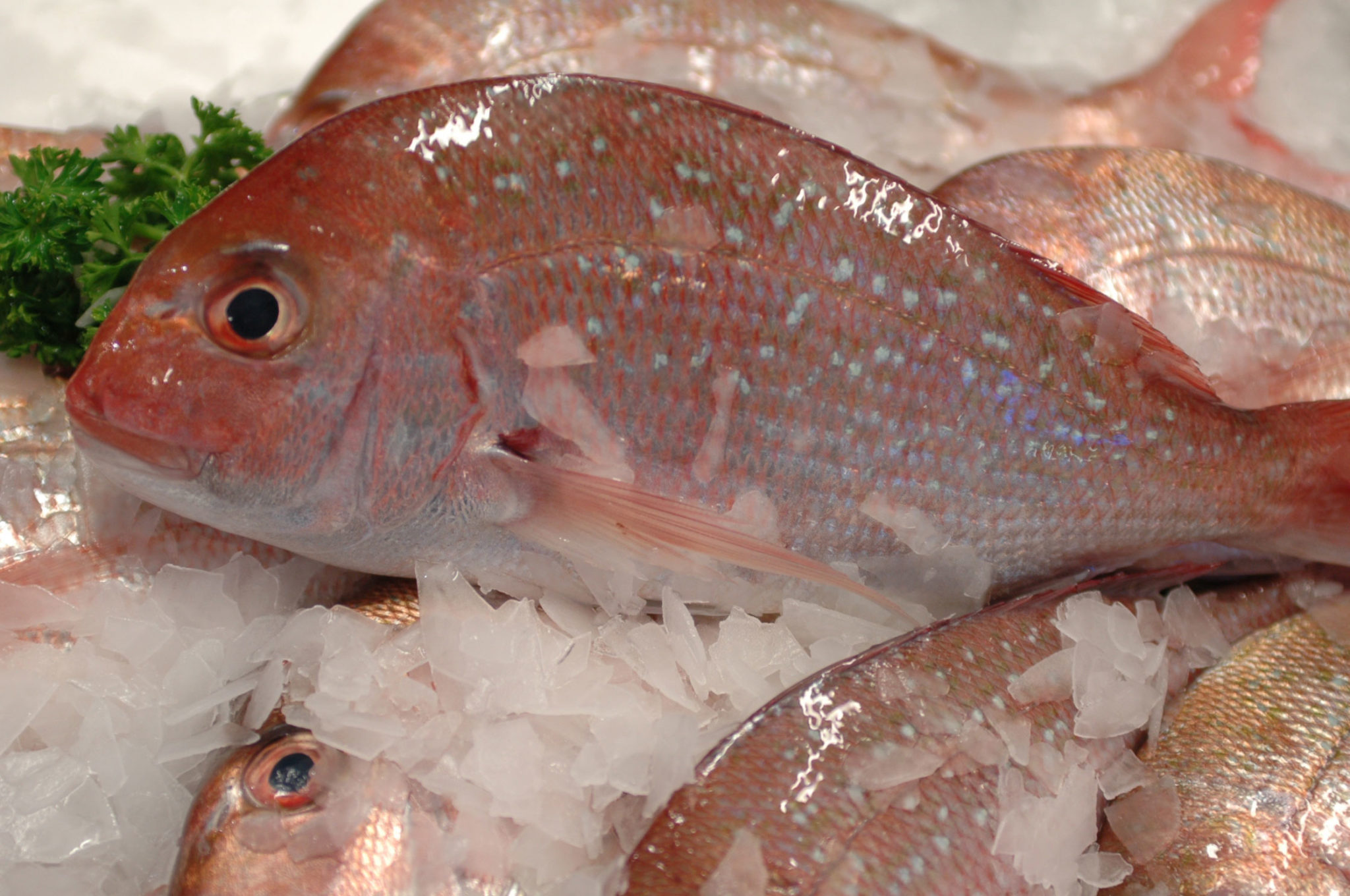 snapper-casula-fish-market