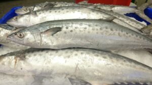Spotted Mackerel