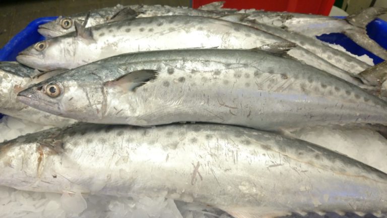 spotted-mackerel-casula-fish-market