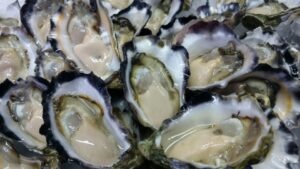 Sydney Rock Oyster