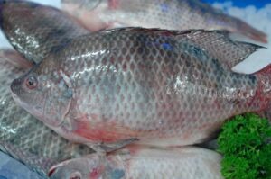 Tilapia