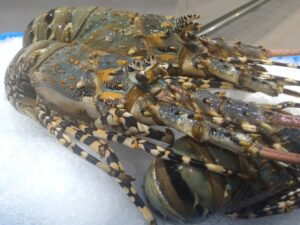 Whole Green Coral Lobster