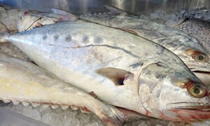 Whole Queenfish