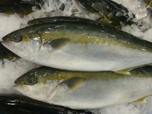 Yellow-tail Kingfish