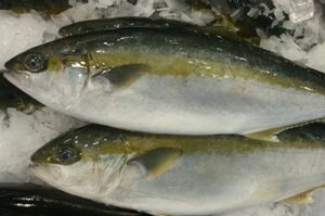 Yellow-tail Kingfish