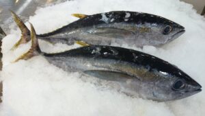 Whole Yellowfin Tuna