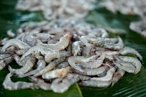 The Best Prawn Seafood Market In The World Is Situated In In The Heart Of Casula & Minto